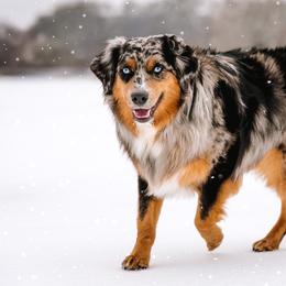 Miniature Australian Shepherds from Marie Aussies