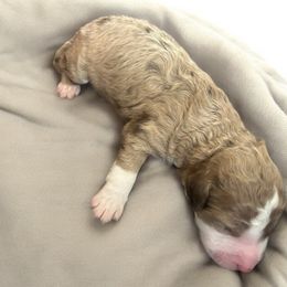 "Lucy" (purple Collar) - Aussiedoodle puppy from Friendship Family Farm AussieDoodles