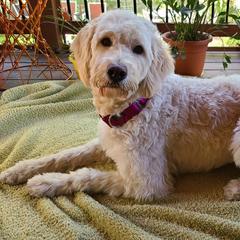 Goldendoodle Puppies from Pearl's Puppies LLC