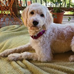Goldendoodle Puppies from Pearl's Puppies LLC