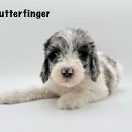 Butterfinger - Merle male Goldendoodle puppy in Milford, Pennsylvania from Doodles Are Golden