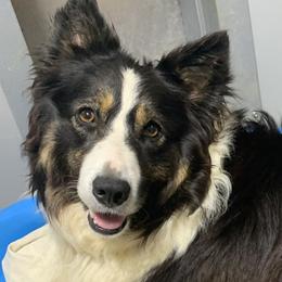 Border Collies and Bordoodles from Sunrise Kennels