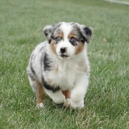 Elroy - Blue merle male Australian Shepherd puppy in Holmesville, Ohio from Coffee Run Spring at Miller Farms