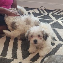 Shihpoos from Tamekia's Shihpoos