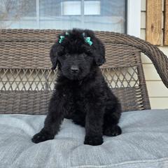 AKC Lyrica - Black female Bouvier des Flandres puppy in Marionville, Missouri from Sandbox Puppies