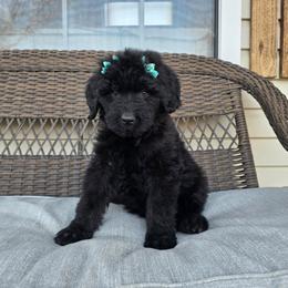 AKC Lyrica - Black female Bouvier des Flandres puppy in Marionville, Missouri from Sandbox Puppies