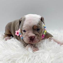 Violet - Red and white female Olde English Bulldogge puppy in Camdenton, Missouri from Mule Pool Olde English Bulldogges