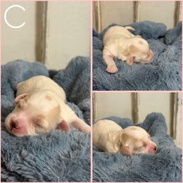 Boy 3 - Blenheim male Cavachon puppy in Smoot, Wyoming from Designer Mountain Mutts