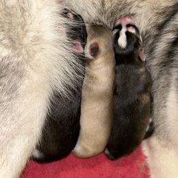 Siberian Husky Puppies from Fluffy Tail Huskies