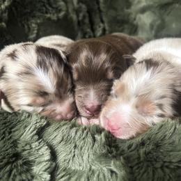 Australian Shepherd Puppies from Burdock Hill Australian Shepards