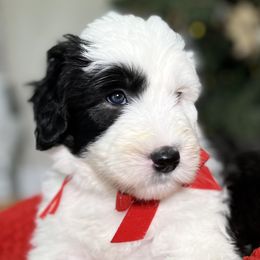 Bernedoodle, Goldendoodle, and Sheepadoodle Puppies from High Desert Doodles