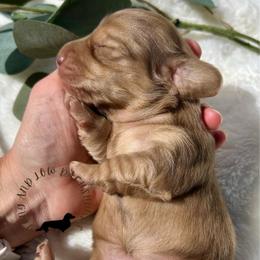 Chocolate Cream Dapple - Dapple female Dachshund puppy in Nampa, Idaho from Long_and_Low_Dachshunds