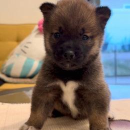 Boy 1 - Sesame male Shiba Inu puppy in Wildomar, California from Almond & Sesame