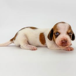 Louie - Piebald male Dachshund puppy in Waddell, Arizona from Neu Doxies