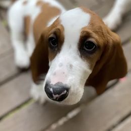 Basset Hounds from American Hounds