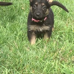 German Shepherd Puppies from Hacker Haus GSDs