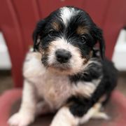 Bourdain - Black male Bordoodle puppy in Creston, Ohio from Borders of Eby Eden