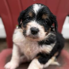 Bourdain - Black male Bordoodle puppy in Creston, Ohio from Borders of Eby Eden