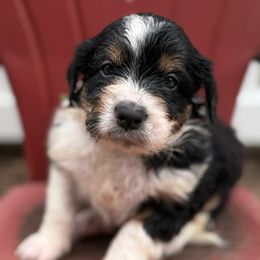 Bourdain - Black male Bordoodle puppy in Creston, Ohio from Borders of Eby Eden