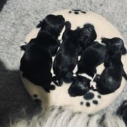 Havana Silk Dog Puppies from Joyful Heart Silks