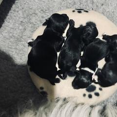 Havana Silk Dog Puppies from Joyful Heart Silks