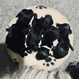 Havana Silk Dog Puppies from Joyful Heart Silks