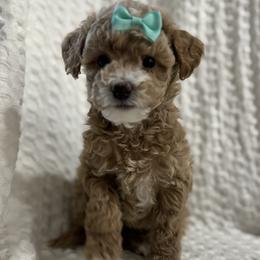 Mint - Cream female Poodle puppy in Twin Lake, Michigan from Paige's Poodles