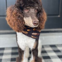 Dodger - Bernedoodle