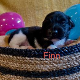 Finn - Piebald male Dachshund puppy in Huntington, Arkansas from Rockstar.Weiners