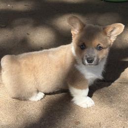 Boy 1 - Sable male Pembroke Welsh Corgi puppy in Clifton, Texas from K&N Corgis