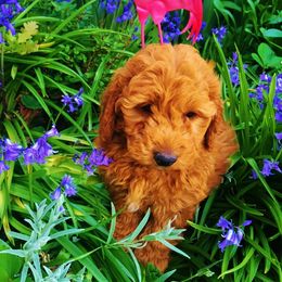 Goldendoodle Puppies from Abidoodles