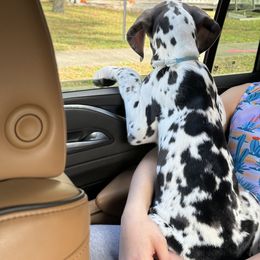 Great Dane Puppies from Florida Danes