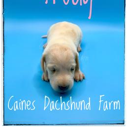 Trudy - Piebald female Dachshund puppy in Cincinnati, Ohio from Caines Dachshund Farm