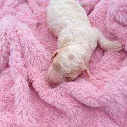 Daisy - Parti female Goldendoodle puppy in Rio Oso, California from PuppyBlossom