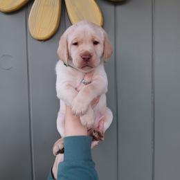 Labrador Retriever Puppies from Western Valley Retrievers