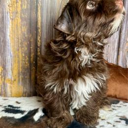 Christian - Chocolate, tan and white male Yorkshire Terrier puppy in Tulsa, Oklahoma from Conns Cuddly Canines