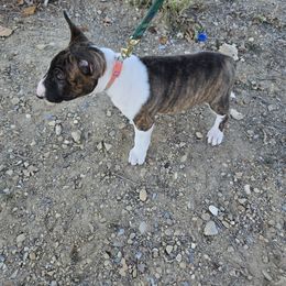 Bull Terrier Puppies from KBs. Bull Terriers