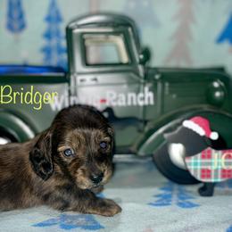 Hugo Bridger - Brindle male Dachshund puppy in Cadillac, Michigan from Winzig Ranch