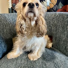 Buffy - Cocker Spaniel