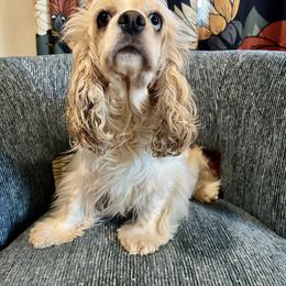 Buffy - Cocker Spaniel
