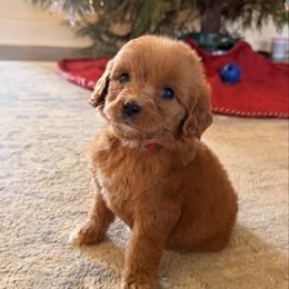 Red Collar Girl - Red  female Goldendoodle puppy in Meridian, Mississippi from Magnolia Poodles and Doodles