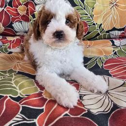 Cola - Parti male Goldendoodle puppy in Fordland, Missouri from K&K's Puppy Kingdom