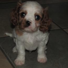 Cavalier King Charles Spaniel puppies from Lori's Cavalier King Charles Spaniels & Dachshunds