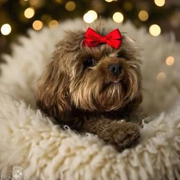 Charlotte - Cavapoo