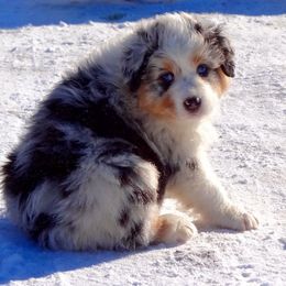 Australian Shepherd Puppies from NorthRidge Australian Shepherds