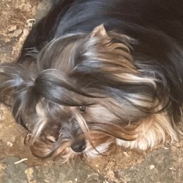 Yorkshire Terriers from Kirah Pups inc.