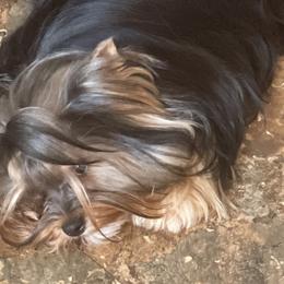 Yorkshire Terriers from Kirah Pups inc.