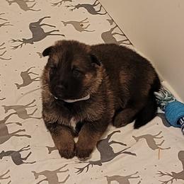 German Shepherd and Pembroke Welsh Corgi Puppies from Muddy Paws Corgis / Von Blake's Gedächtnis German Shepherds