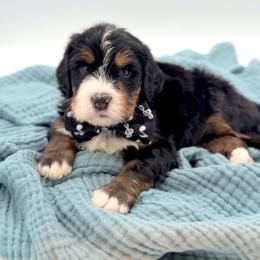 Bernedoodle, Cavapoo, and Goldendoodle Puppies from Blackberry Farm Puppies
