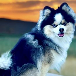 Pomskies from Blue Water Pomskies